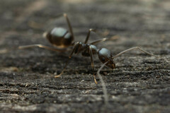 Leptomyrmex burwelli