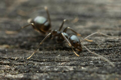 Leptomyrmex burwelli