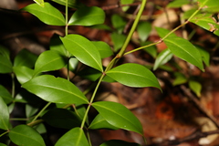 Pandorea jasminoides