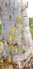 Dipodium hamiltonianum