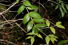Agathis robusta