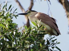 Nycticorax caledonicus