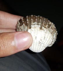 Tegillarca granosa