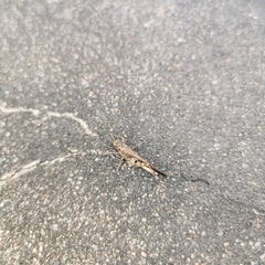 Trilophidia annulata