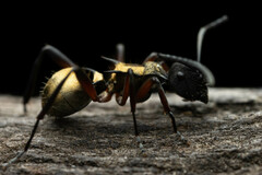 Polyrhachis rufifemur