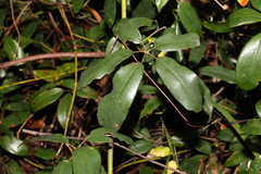 Cissus hypoglauca