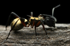 Polyrhachis rufifemur