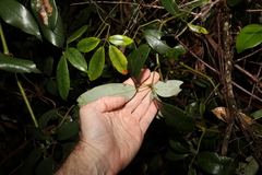 Cissus hypoglauca