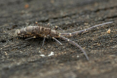 Entomobryoidea