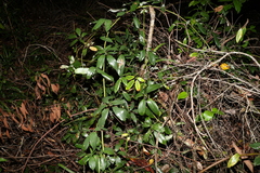 Cissus hypoglauca