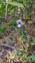 Tephrosia noctiflora