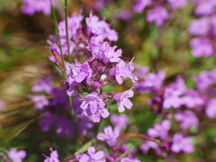 Thymus serpyllum