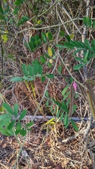 Tephrosia noctiflora