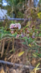 Tephrosia noctiflora