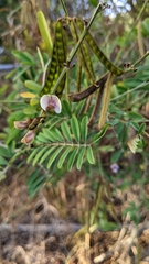 Tephrosia noctiflora