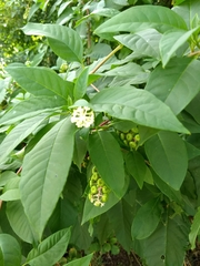 Phytolacca americana