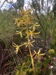 Dipodium hamiltonianum