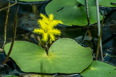 Nymphoides thunbergiana