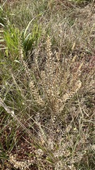 Lepidium densiflorum