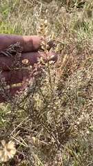 Lepidium densiflorum