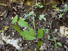 Toxicodendron pubescens