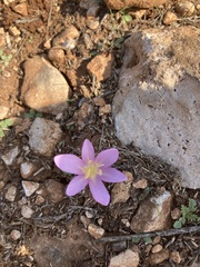 Colchicum stevenii