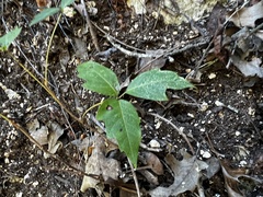 Toxicodendron pubescens