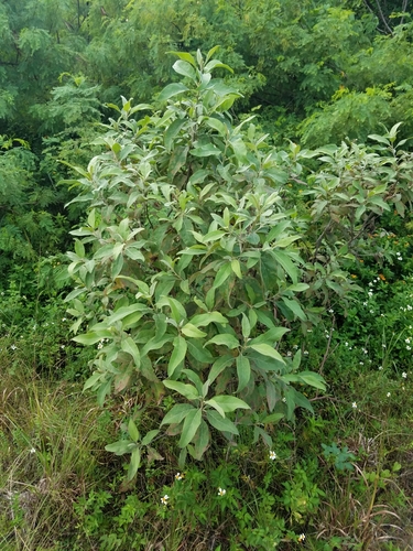 cure for all (Pluchea carolinensis)