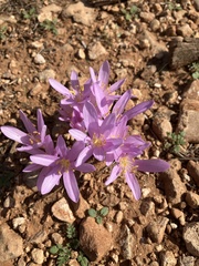 Colchicum stevenii