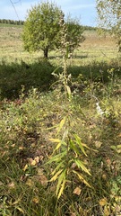 Artemisia integrifolia