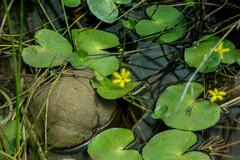 Nymphoides thunbergiana