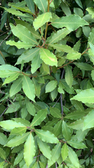 Laurus nobilis