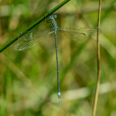 Lestes virgatus
