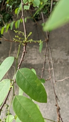 Phyllanthus oligospermus