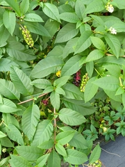 Phytolacca americana