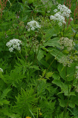 Chaerophyllum villarsii
