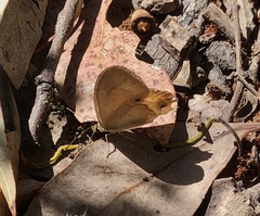 Hypocysta pseudirius