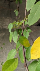 Phyllanthus oligospermus