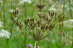 Chaerophyllum villarsii
