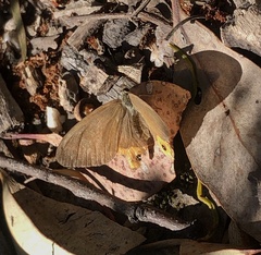 Hypocysta pseudirius