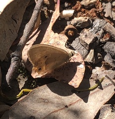 Hypocysta pseudirius