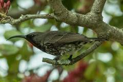 Chalcomitra amethystina