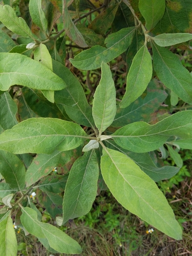Pluchea carolinensis