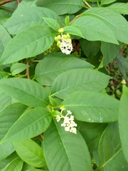 Phytolacca americana