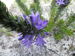 Merciera azurea