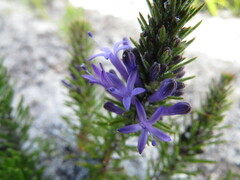 Merciera azurea