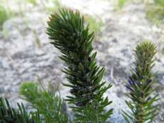 Merciera azurea
