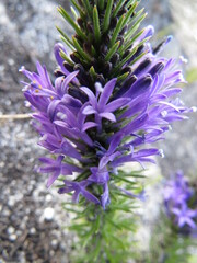 Merciera azurea