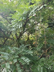 Kigelia