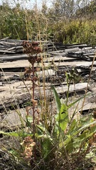 Hylotelephium telephium